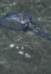 Meduse × Oy Tasche in Eisblau